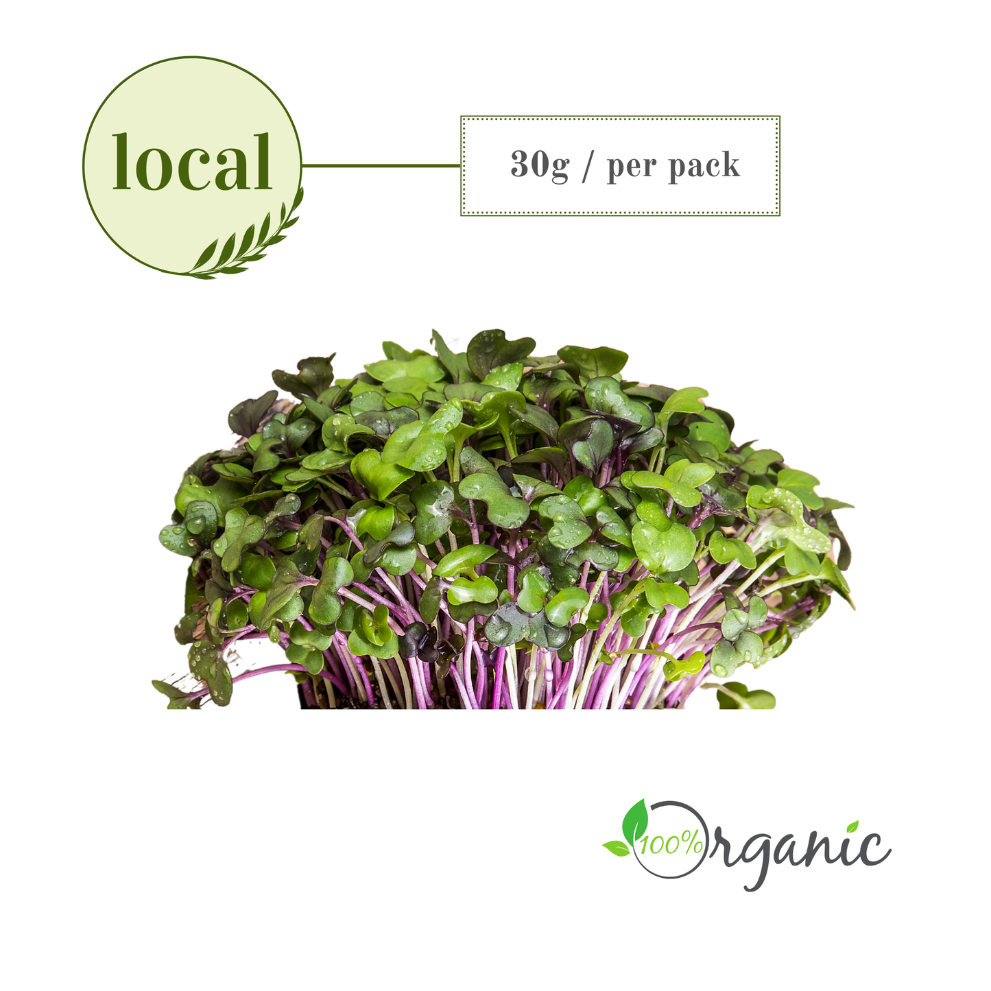 Microgreens: Red Cabbage