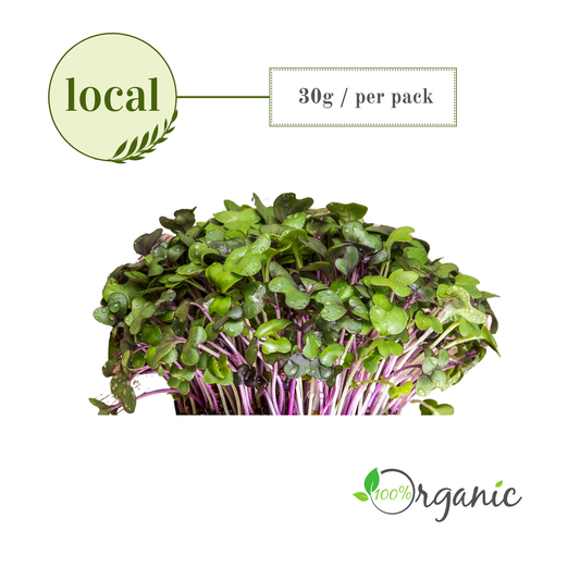 Microgreens: Red Cabbage