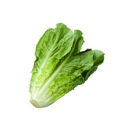 Romaine Lettuce