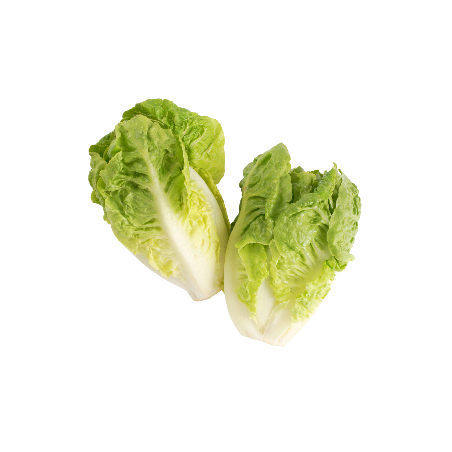 Little Gem Lettuce