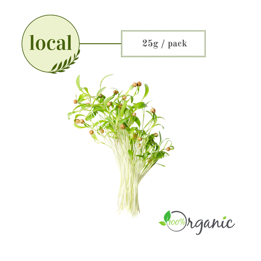 Microgreens: Cilantro