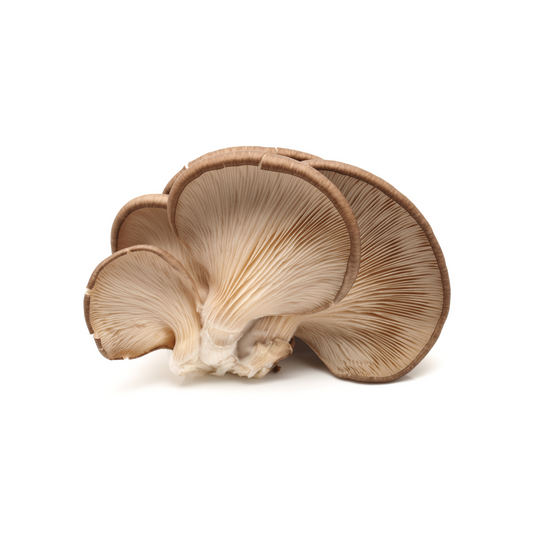 Black King Oyster Mushrooms