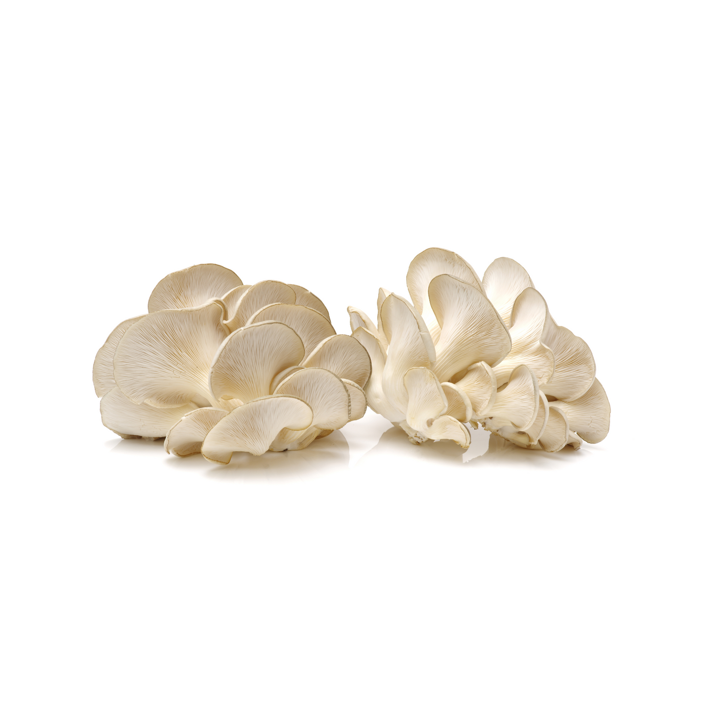 White King Oyster Mushrooms