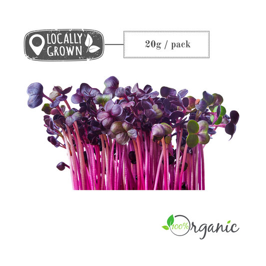 Microgreens: Radish